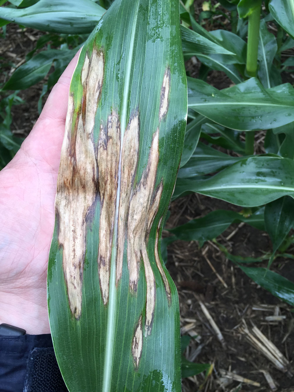 Corn ear showing symptoms of Northern corn leaf blight