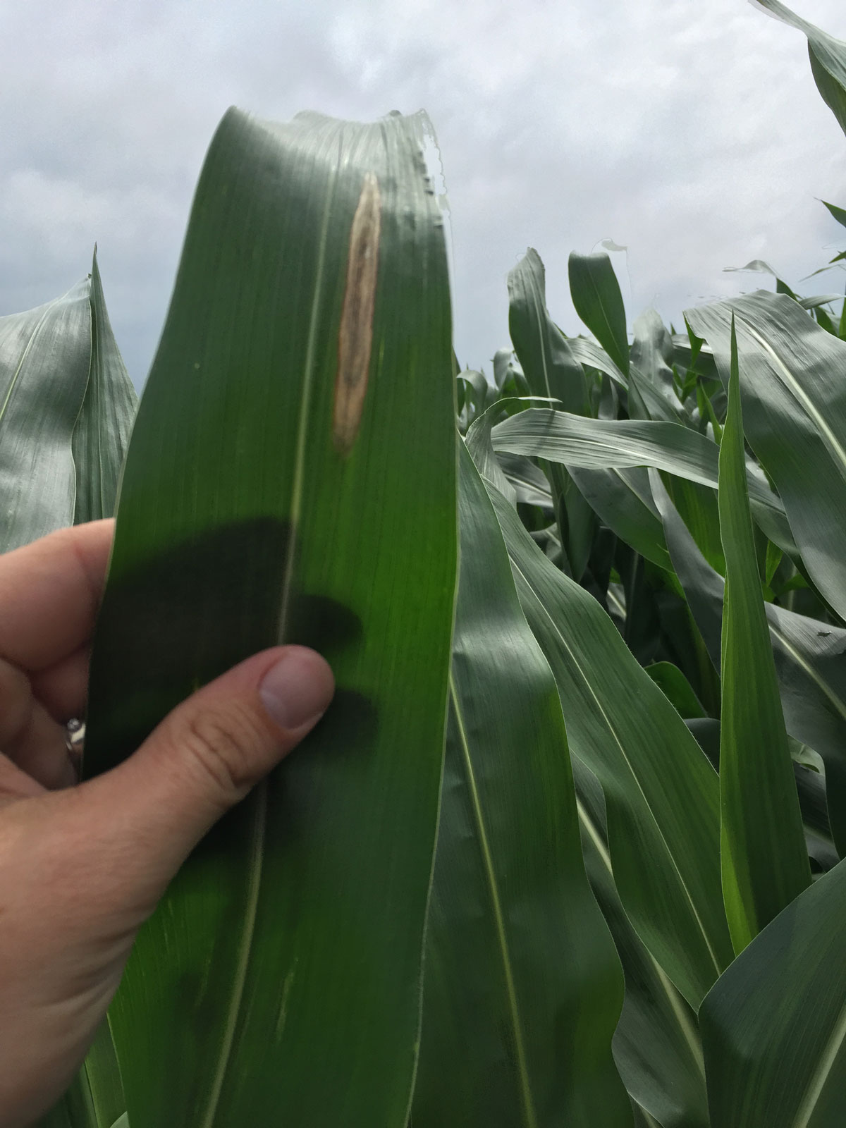 Northern corn blight lesion on V12 corn leaf