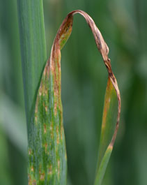 Bacterial leaf stripe in oats