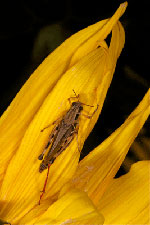 Redlegged grasshopper
