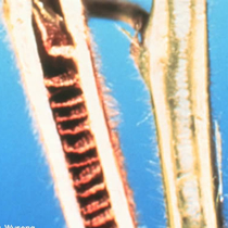 brown stem rot
