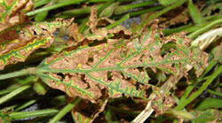 Soybean-SDS-leaf-symptoms