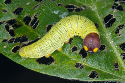 Silver spotted skipper larva