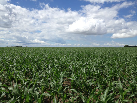 Soybean field in northeast Nebraska, June 26, 2014