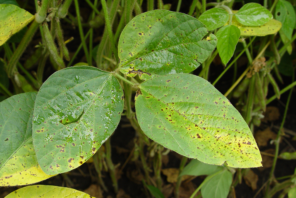 Soybean leaves exhibiting symptoms of brown spot.
