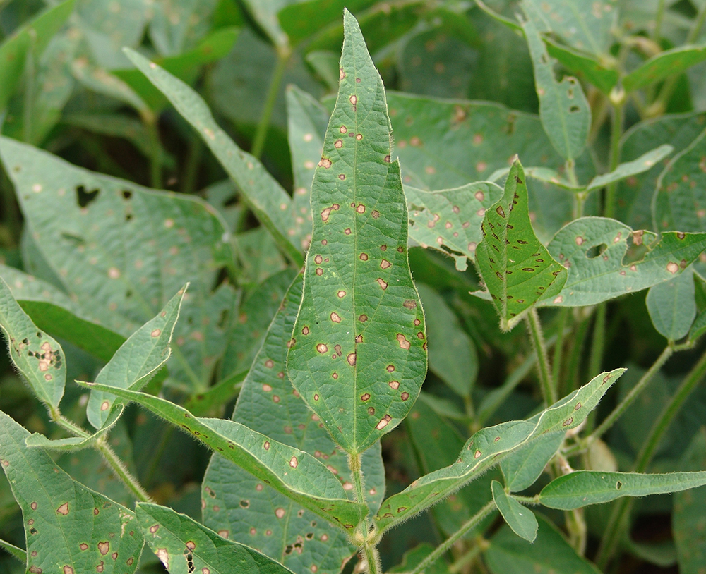 Frogeye leaf spot of soybean
