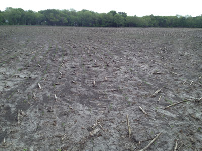  Soybean field washed out by recent rains