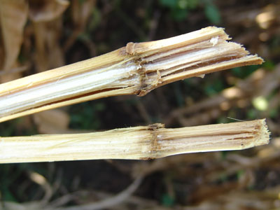 Stalk rot in corn