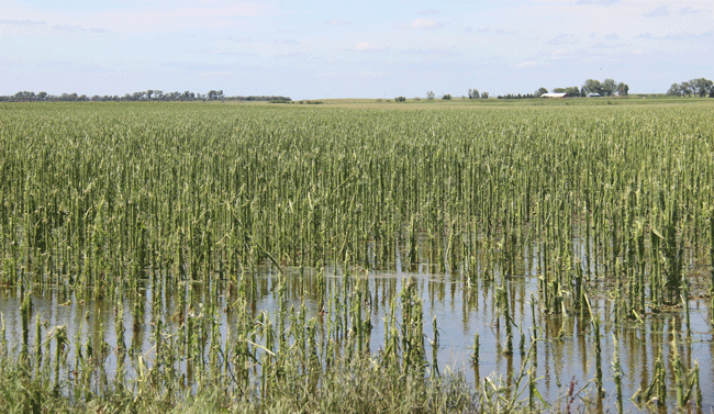 Storm-damaged corn field in central Nebraska, July 10, 2014
