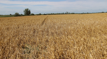 Storm-damaged wheat