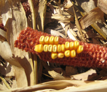 Corn kernels left in field at harvest