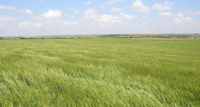 Field of healthy wheat June 3, 2014