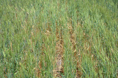Frost damaged wheat