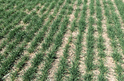 wheat in Saline County