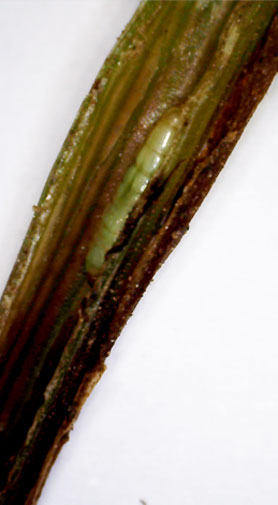 wheat stem maggot