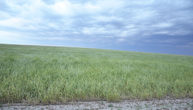 Wheat streak mosaic virus in a Deuel County Wheat Field