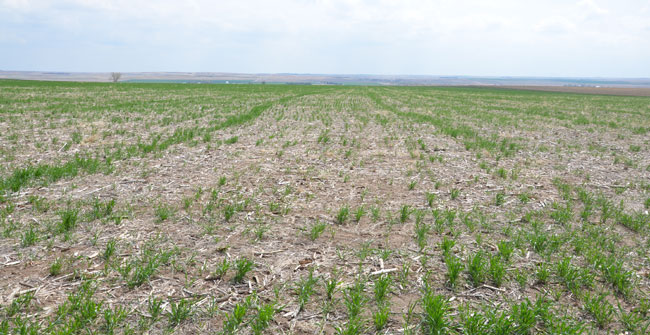 Winter killed wheat field in south central Nebraska