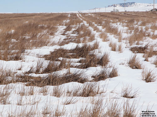 winter wheat stubble capturing snow