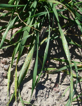 Fall wheat field with leaf rust