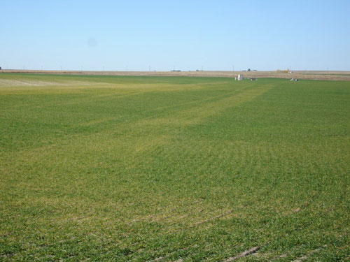 Stripe rust in wheat in the Nebraska Panhandle