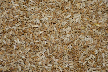 Fusarium in wheat