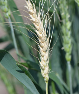 White-awned wheat head
