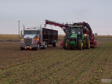 Harvesting beets