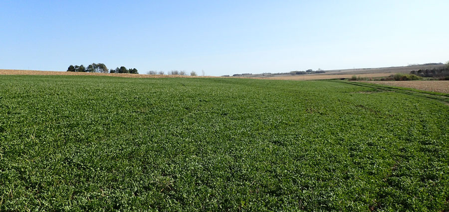 alfalfa field near Concord in late April