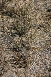 Alfalfa weevil damage