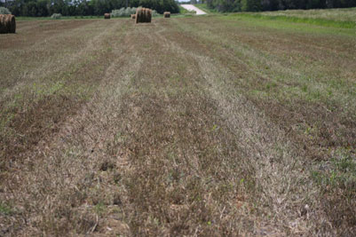 Alfalfa weevil on damaged leaves