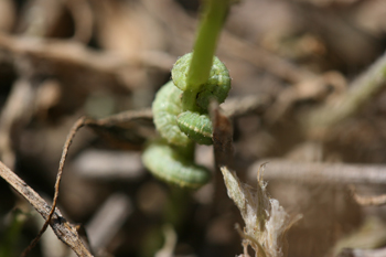 Alfalfa weevil damage