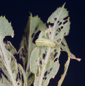 Alfalfa weevil on damaged leaves