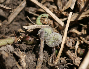 Alfalfa weevil on damaged leaves