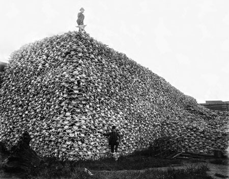 Hill of bison skulls