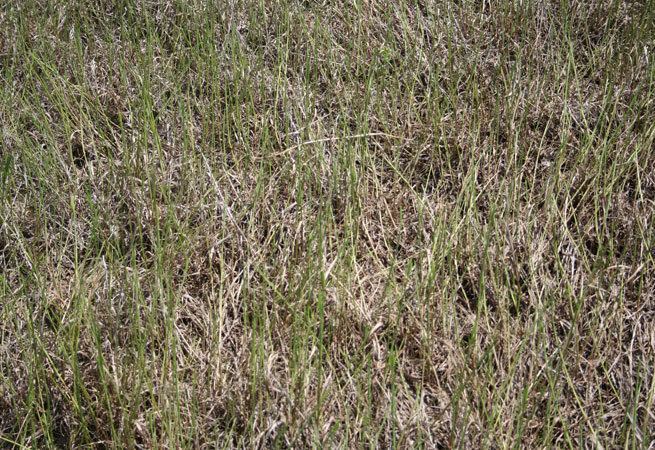 Pasture of smooth brome damaged by armyworm
