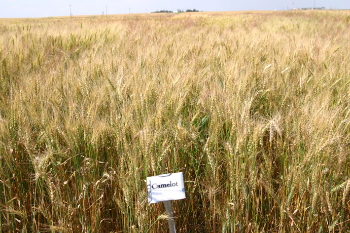 Camelot wheat variety