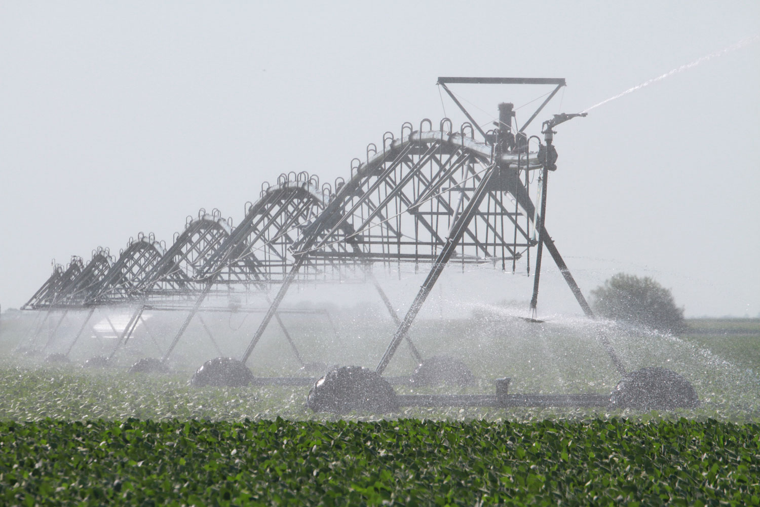 Center pivot irrigating corn