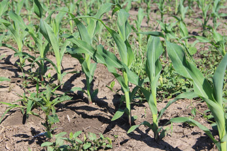 Corn field in late May in eastern Nebraska