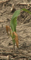 Frost damaged corn