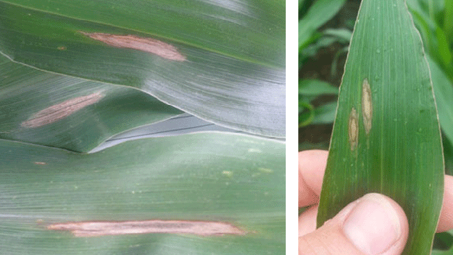 Corn leaf blight in corn