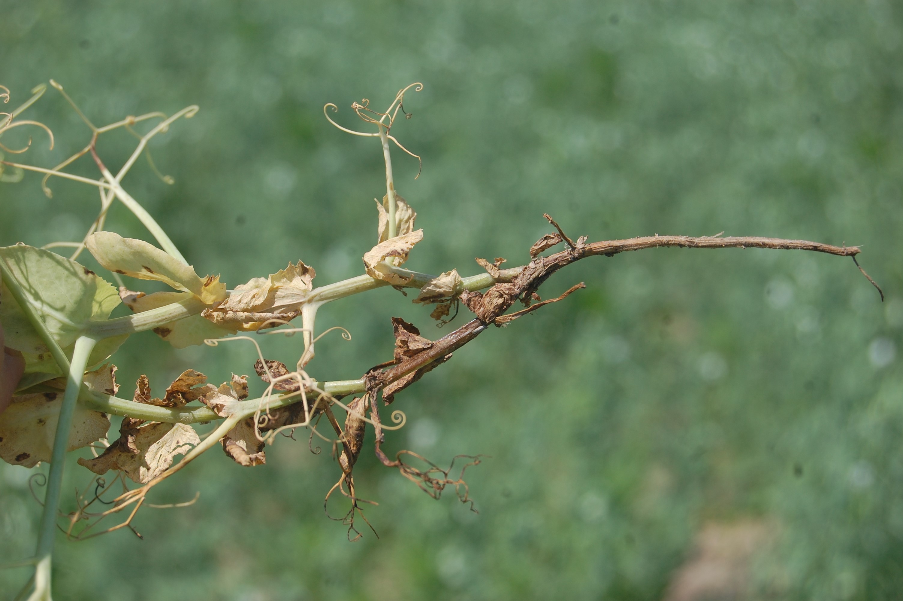dry pea stem infection