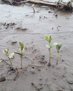 Emerging soybeans in wet field