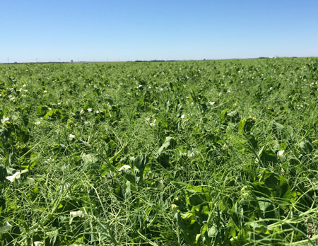 Field of field peas
