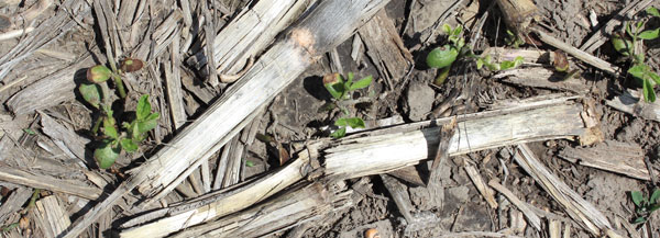 Soybean plants damaged by freezing temperatures
