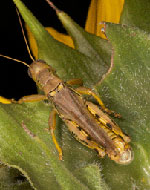 crop grasshopper