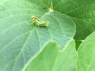 grasshopper in soybean
