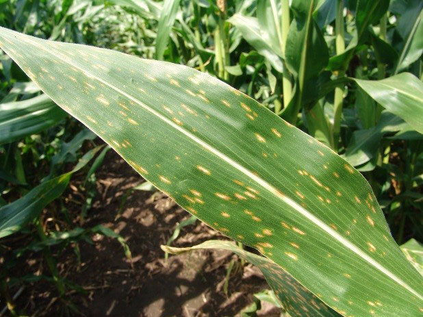 disease lesions typical of Gray Leaf SPot