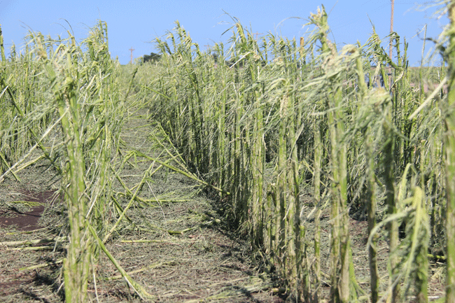 Hail stripped corn in central Nebraska