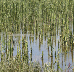 Hailed corn in standing water in south central Nebraska
