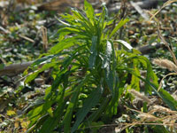 Marestail seedling in field of harvested soybeans